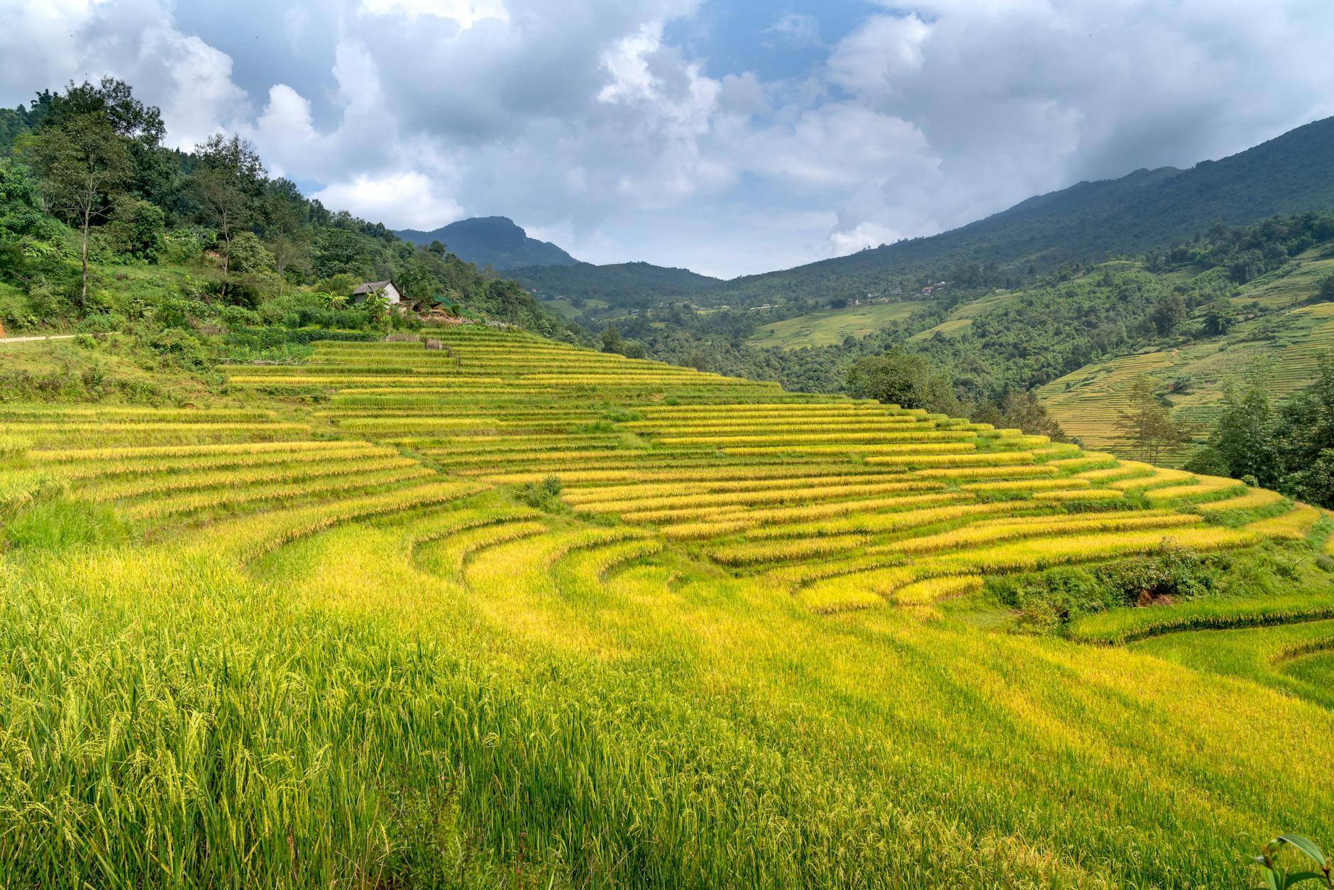 Traditional Balinese temple surrounded by lush green rice terraces in Ubud at golden hour with mountains